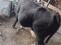 Kuh, Russian Black pied cattle — Foto 2