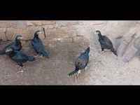 Guinea fowl — Foto 3