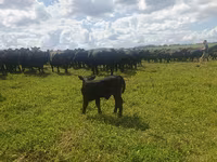 Cow, Aberdeen-Angus — photo 2