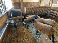 母羊, Baerchuke sheep — 照片 3