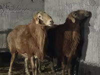 Қошқар, Edilbay sheep — 3-сурет