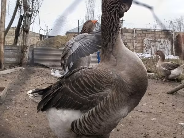 Toulouse