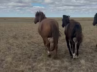 Mare, Kazakh horse — photo 1
