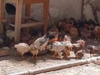 Чеська золота строката курка — фото 3