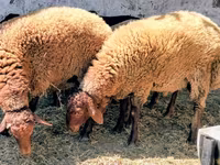 Qoʻy, Qoʻylar — 3-rasm