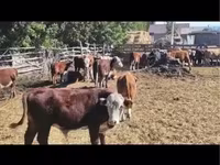 公牛, Cattle — 照片 2
