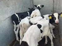Rinder (Partie, Geschlecht nicht angegeben), Holstein-Rasse — Foto 2