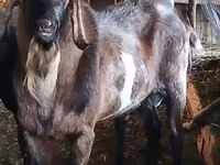 公山羊, Nubian Goat — 照片 2