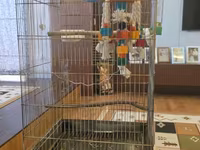 Böyük ölçülü quş qəfəsi - Material: metal korpus, oval/tağ formalı — Foto 2