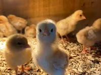 Chickens — Foto 4