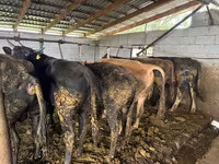 Bulle, Simmental cattle — Foto 6