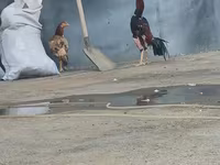 Chickens — फ़ोटो 1