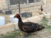 Domestic Muscovy — 7-rasm