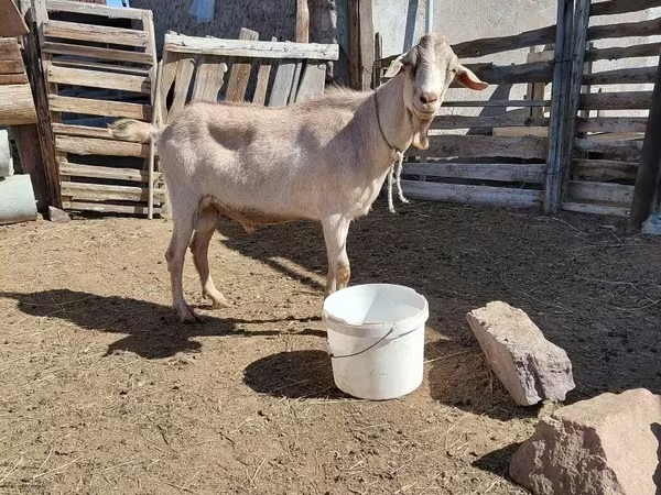 Ziegenbock, Saanen goat
