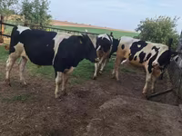 Toro, Russian Black pied cattle — foto 6