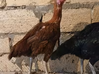 Chickens — foto 1
