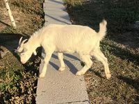 बकरी, Saanen goat — फ़ोटो 5