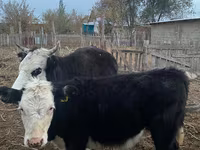 Корова, Latvian Blue cattle — фото 3