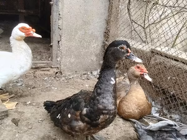 مسكوفي منزلي