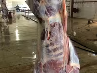 Свежие полутуши и отруба для колбасного производства. - Вид мяса — foto 2