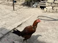 Chickens — photo 3