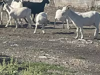Goat, Goats — photo 3