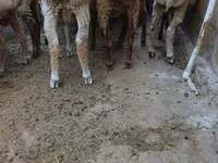 绵羊（批次，未指定性别）, Sheep — 照片 2