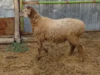 Qoʻchqor, Hissar sheep — 1-rasm