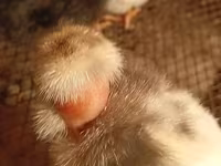 Chickens — फ़ोटो 4