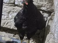 Chickens — 5-rasm