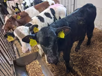 Bulle, Holstein-Rasse — Foto 7
