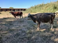 Vaca, Latvian Blue cattle — foto 4