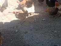 Chickens — 2-rasm