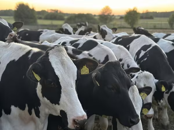 Kuh, Holstein-Rasse