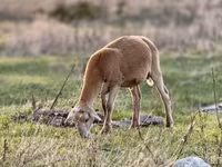 Oveja, Dorper sheep — foto 5