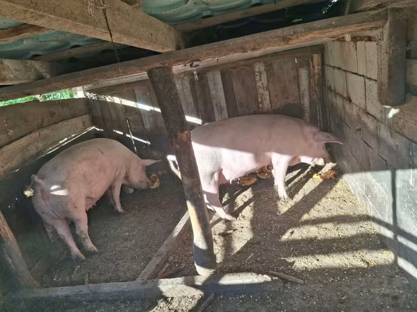 Sow, Pigs