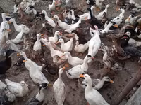 Ducks — Foto 2