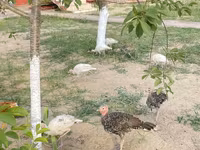 برونز — الصورة 2