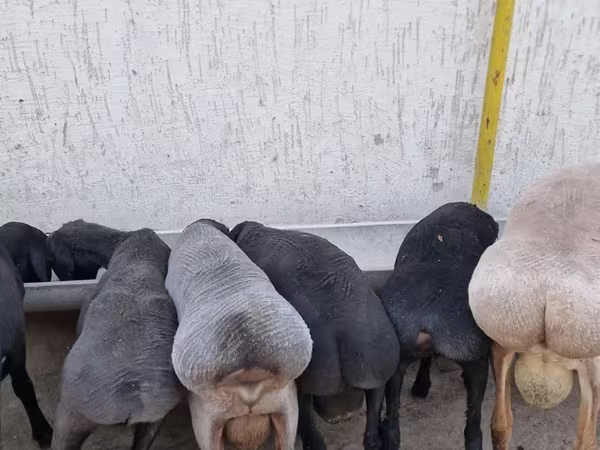 Баран, Arashan sheep
