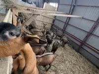Goat, Alpine goat — photo 2