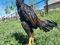 Chickens — 照片 6