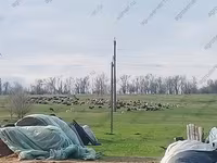 公羊, Edilbay sheep — 照片 4