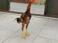Chickens — Foto 1