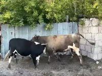 सांड, मवेशी — फ़ोटो 2