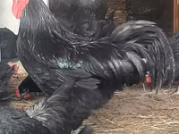 Australian Pit Game fowl — Foto 2