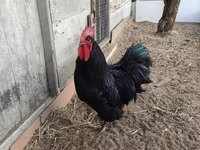 Australorp — Foto 2