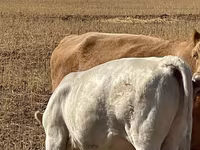 Bulle, Swiss cattle — Foto 8