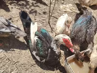 pato criollo doméstico — foto 1