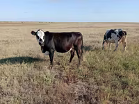 Kuh, Simmental cattle — Foto 3