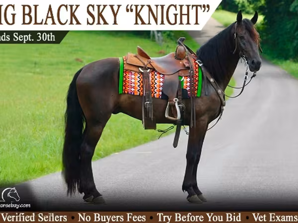 At, Tennessee Walking Horse